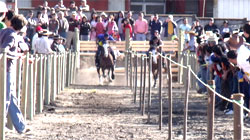 Lajino.cl - Laja, Carreras a la chilena