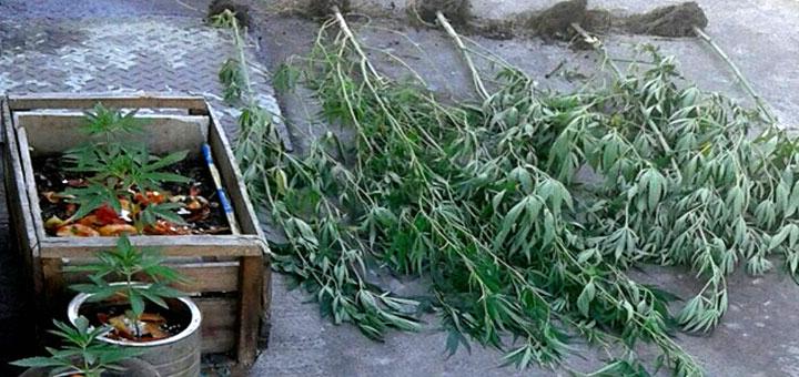 Subcomisaria de Laja / Cannabis sativa