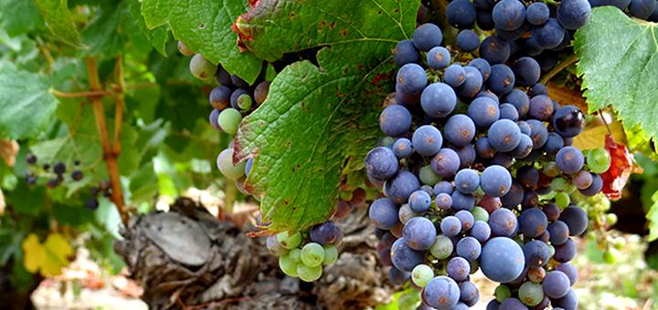 En San Rosendo invitan a cosechar uva Malbec de más de 140 años