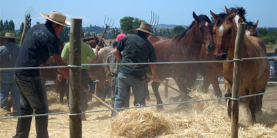 Laja - Trilla a yegua suelta