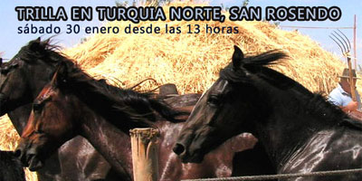 Trilla en San Rosendo, sector Turqu�a Norte