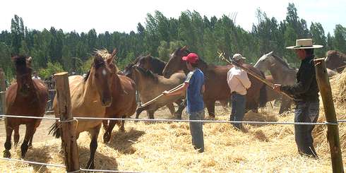 LAJINO.CL ES LAJA EN INTERNET // Trilla a yegua suelta; Tradicional fiesta campesina se realizará el mismo día en Laja y San Rosendo