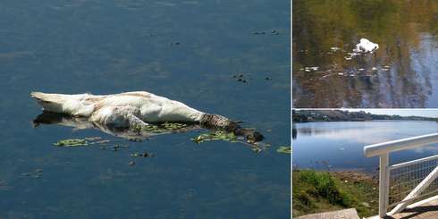 LAJINO.CL ES LAJA EN INTERNET // Aparece muerto cisne de cuello negro en Laguna Señoraza