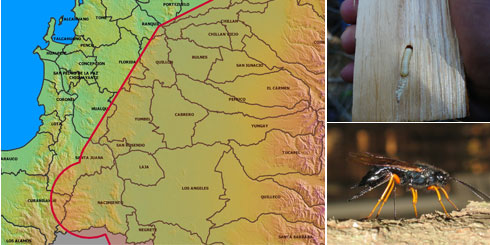 LAJINO.CL ES LAJA EN INTERNET // Nueva área de cuarentena estableció el SAG, producto de la detección de larvas de la avispa taladradora de la madera del pino